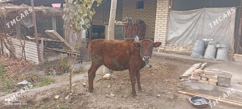 unajyn ve öküzce - Türkmenabat - img 3