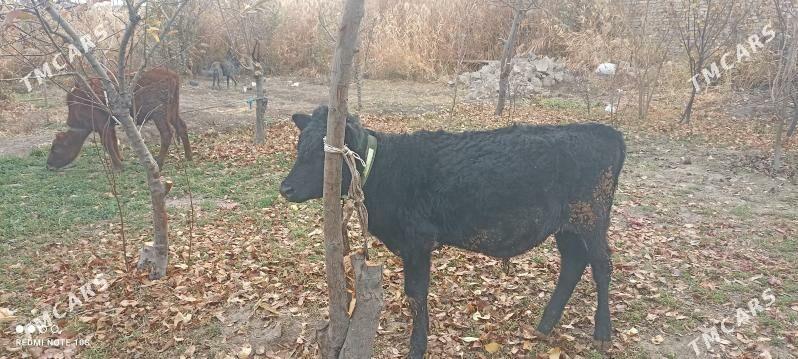 unajyn ve öküzce - Türkmenabat - img 6