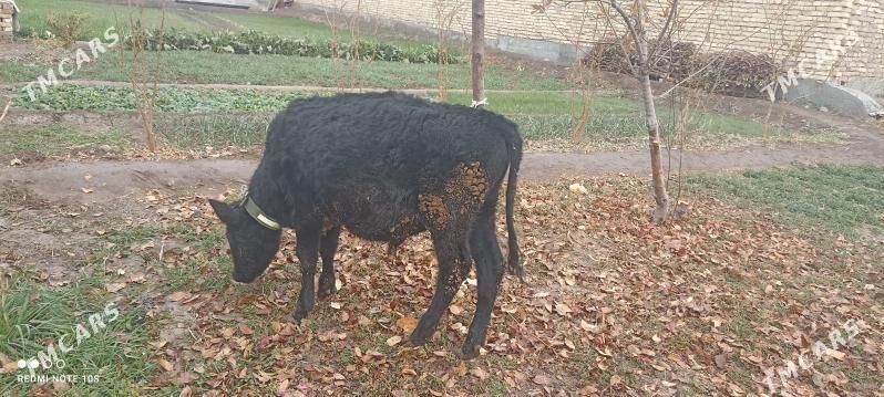 unajyn ve öküzce - Türkmenabat - img 4