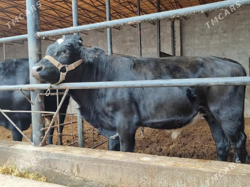 черный пёстер Окуз - Туркменабат - img 3