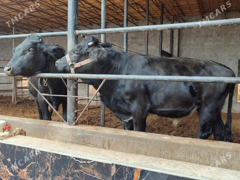 черный пёстер Окуз - Туркменабат - img 5