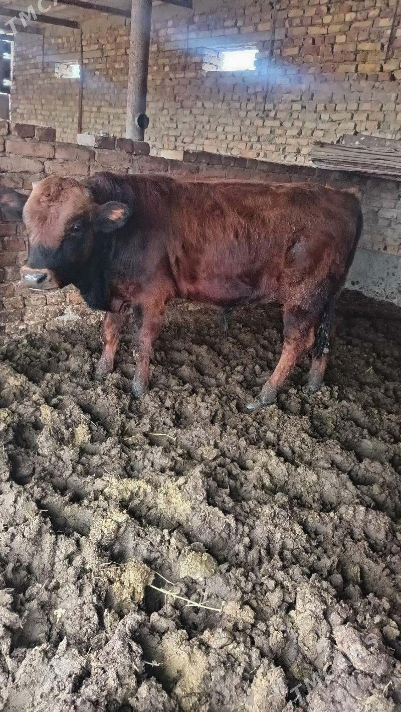 Okuz - Бахарден - img 3