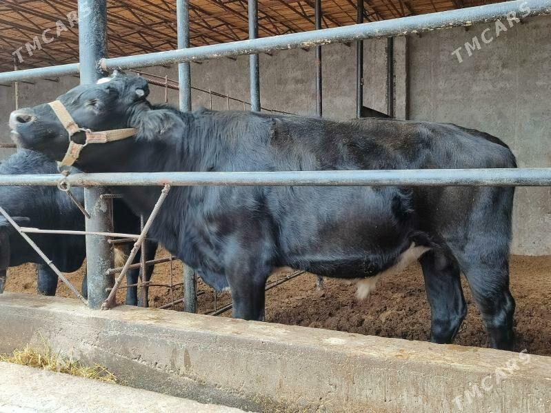 черный пёстер Окуз - Туркменабат - img 4