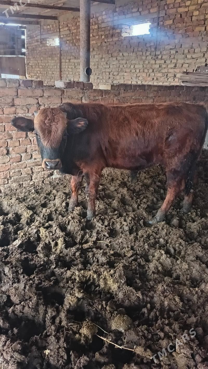 Okuz - Бахарден - img 2