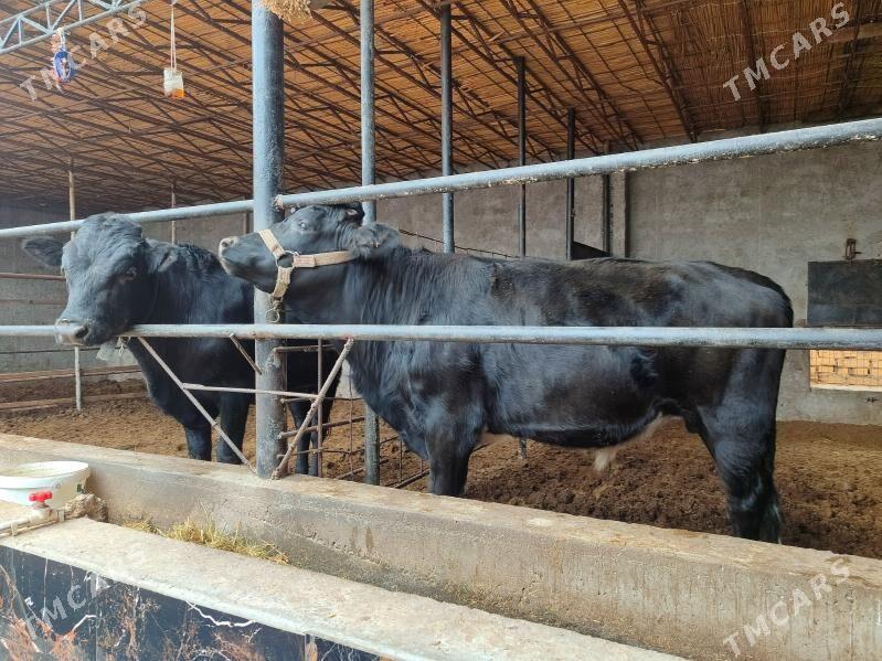 черный пёстер Окуз - Туркменабат - img 2