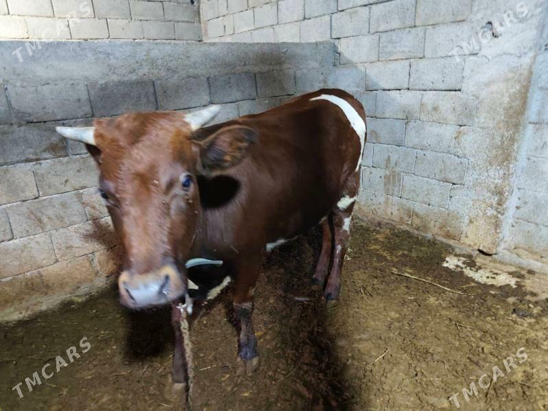 Tuve - Бузмеин - img 3