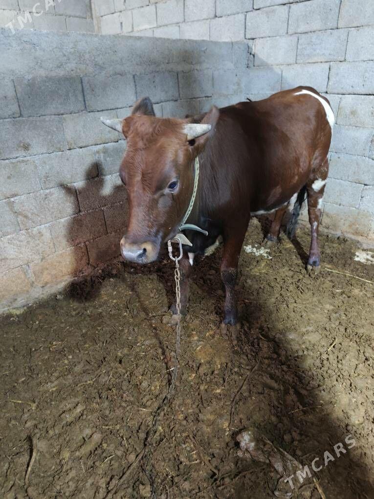 Tuve - Бузмеин - img 4