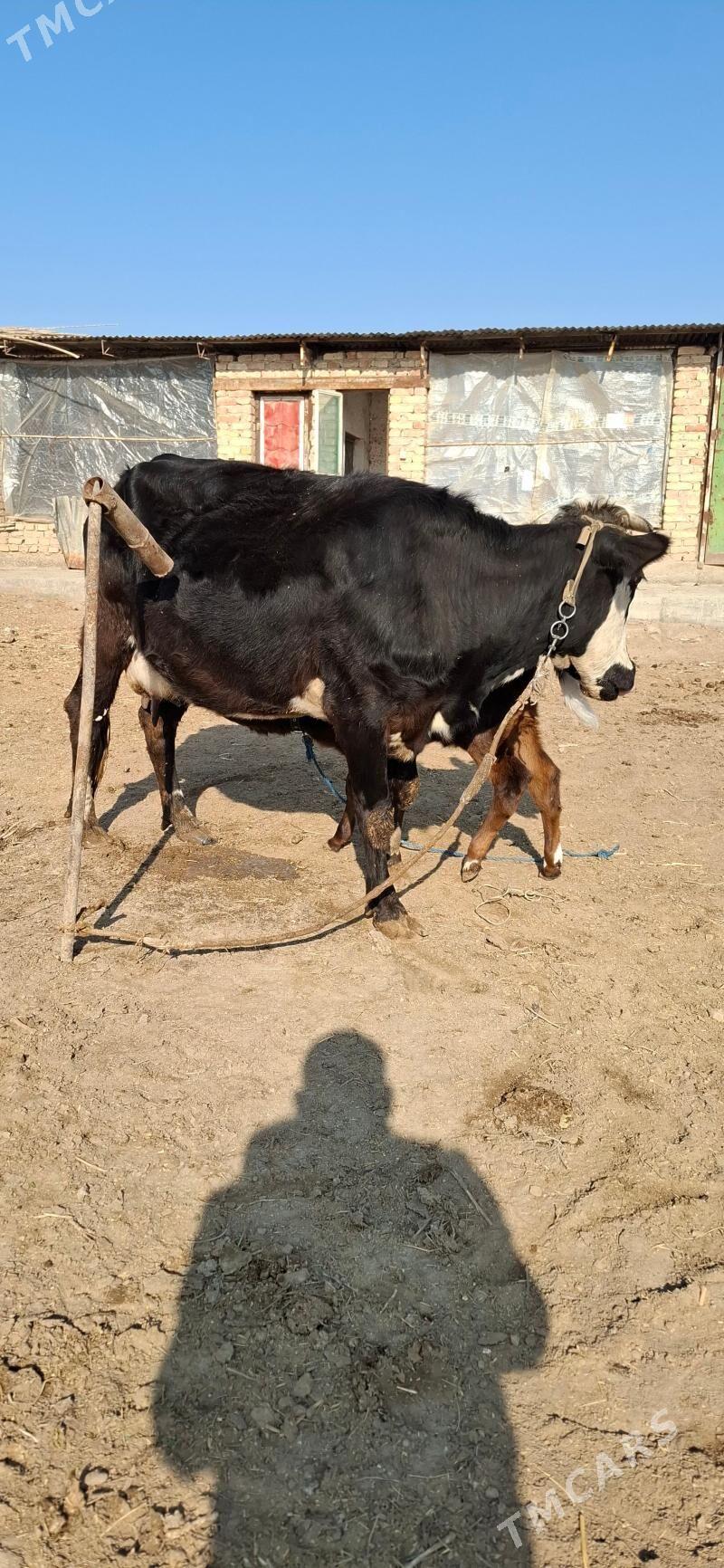 göleli sygyr - Türkmenabat - img 2