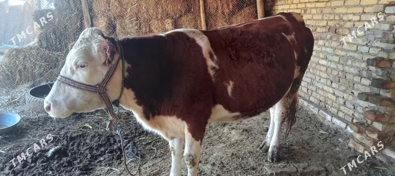 Simmental Sygyr - Halaç - img 2