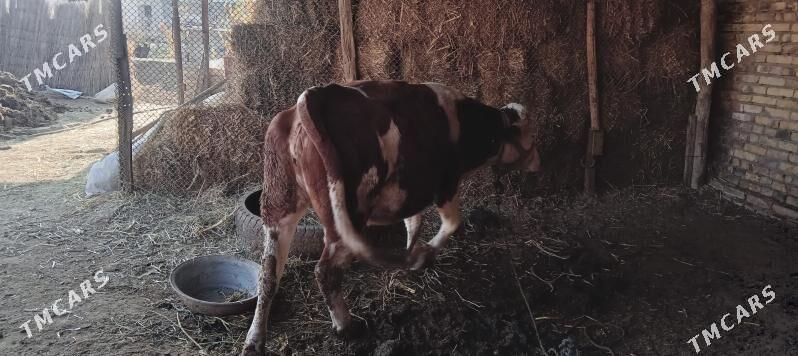 Simmental Sygyr - Halaç - img 1