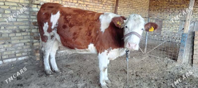 Simmental Sygyr - Halaç - img 4