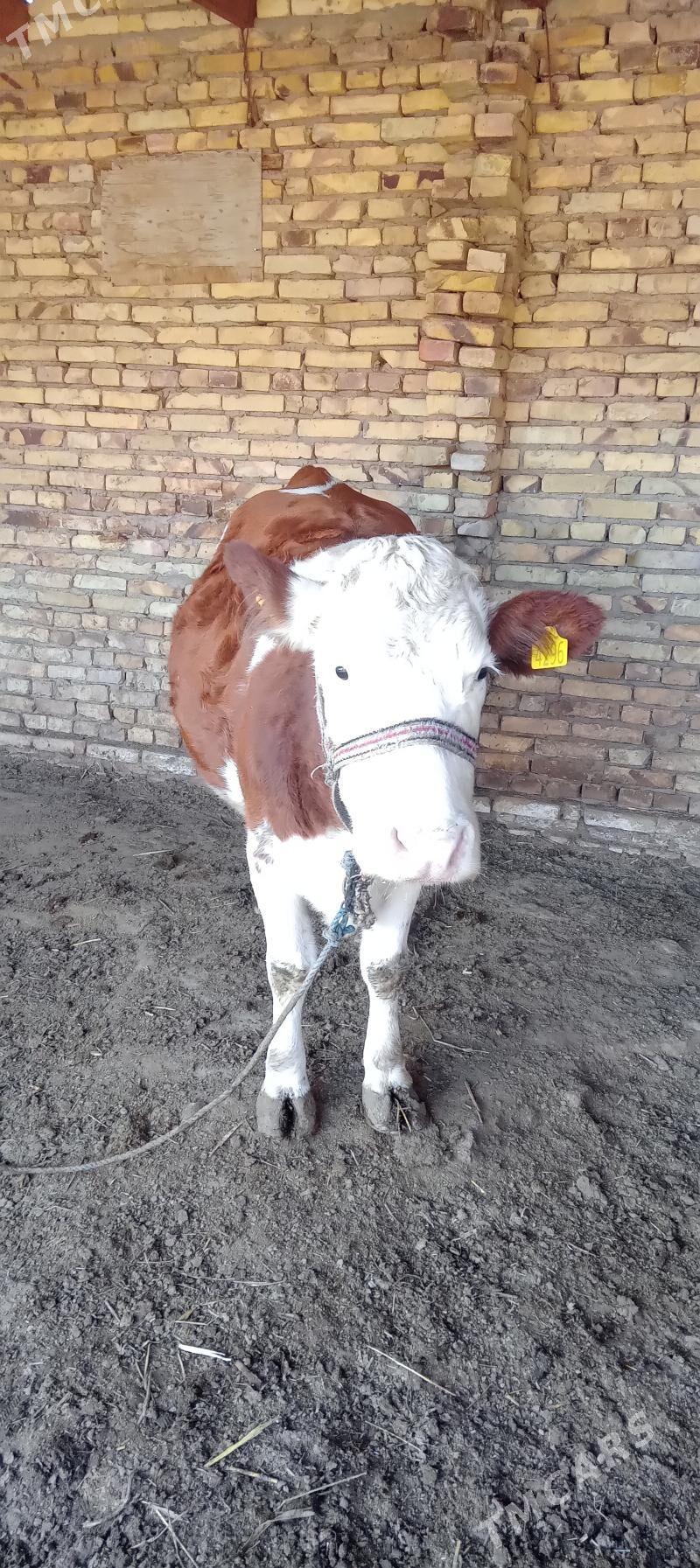 Simmental Sygyr - Halaç - img 3