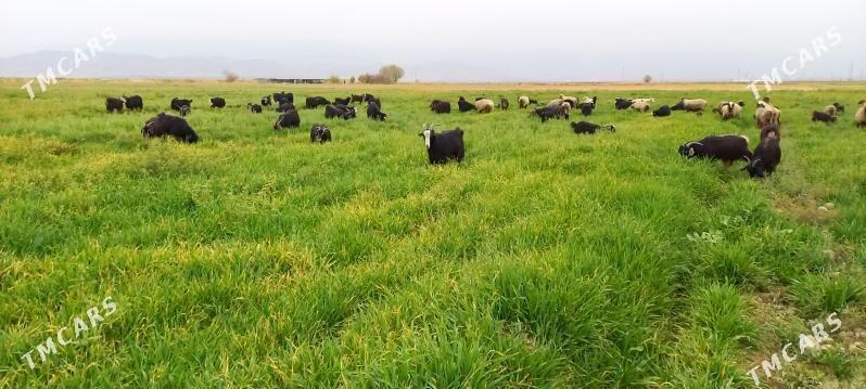 goyun geci - Bäherden - img 2