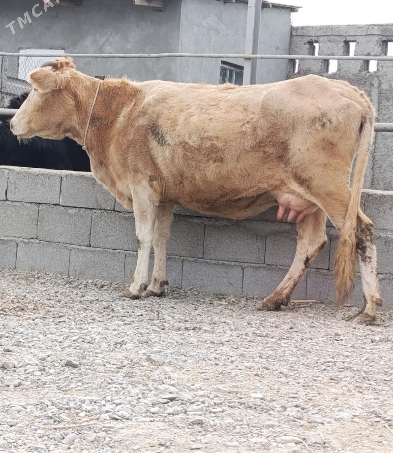 GÖLELİ SYGYR - Gökdepe - img 2