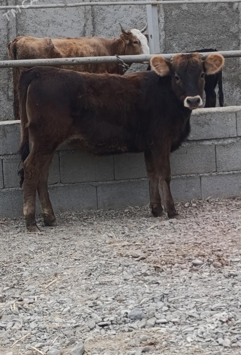 GÖLELİ SYGYR - Gökdepe - img 4