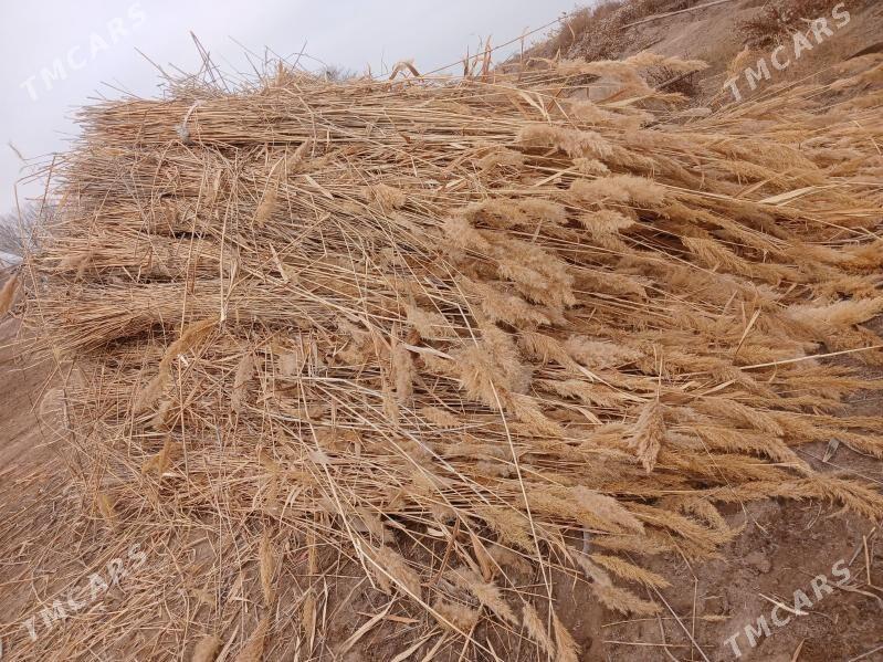 Gamys - Türkmenbaşy etr. - img 2