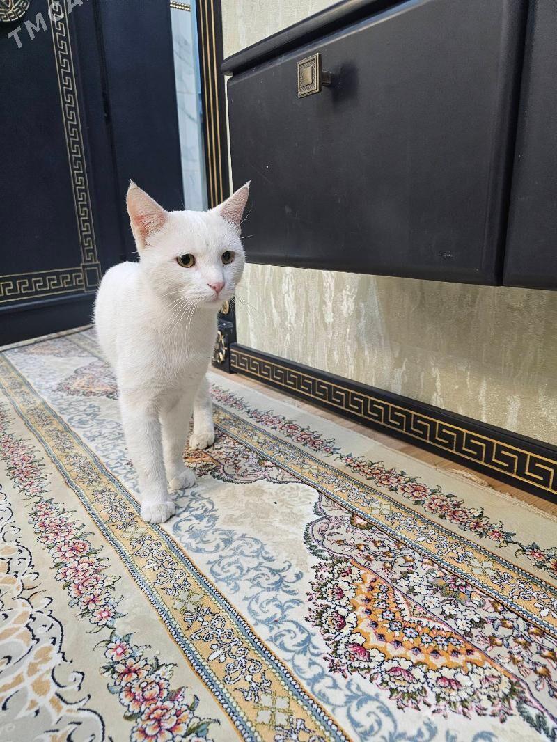 erkek pisik - Aşgabat - img 2