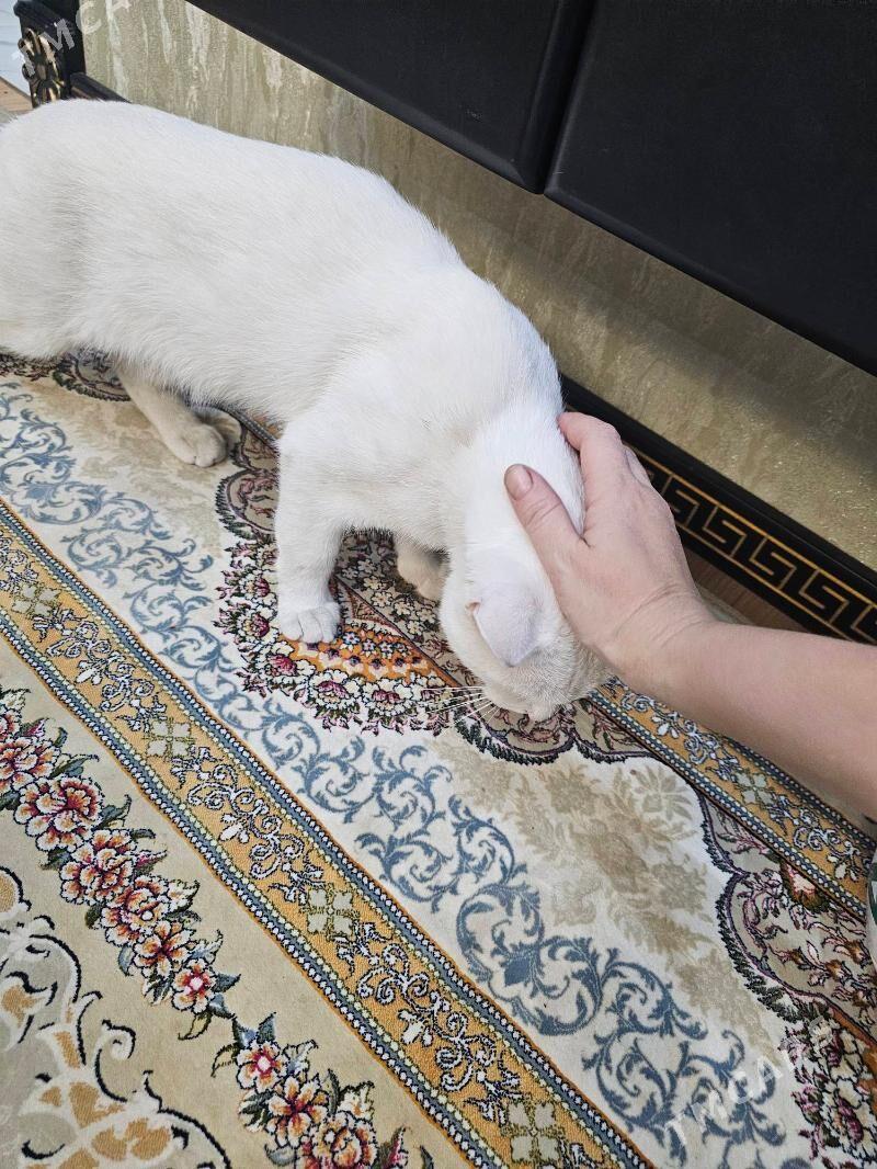 erkek pisik - Aşgabat - img 3