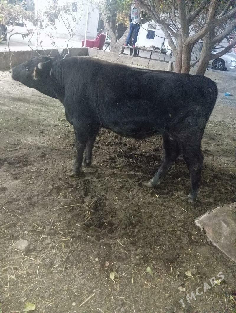 Öküz - Gypjak - img 3