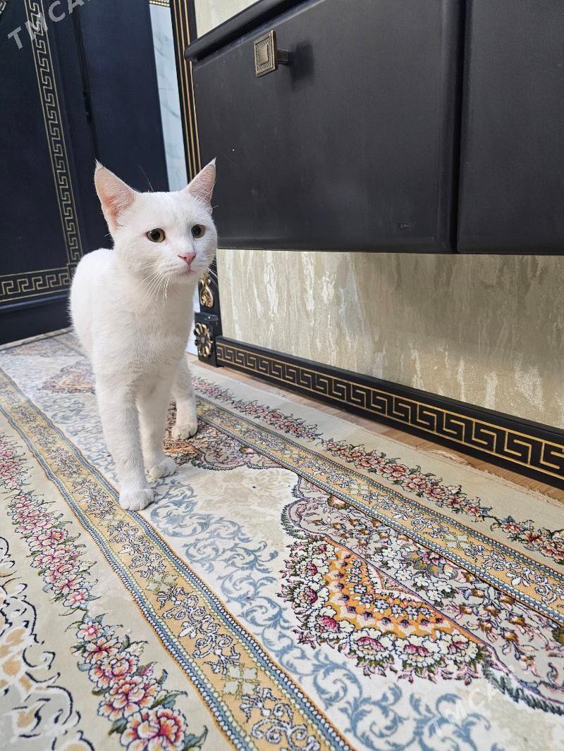 erkek pisik - Aşgabat - img 5