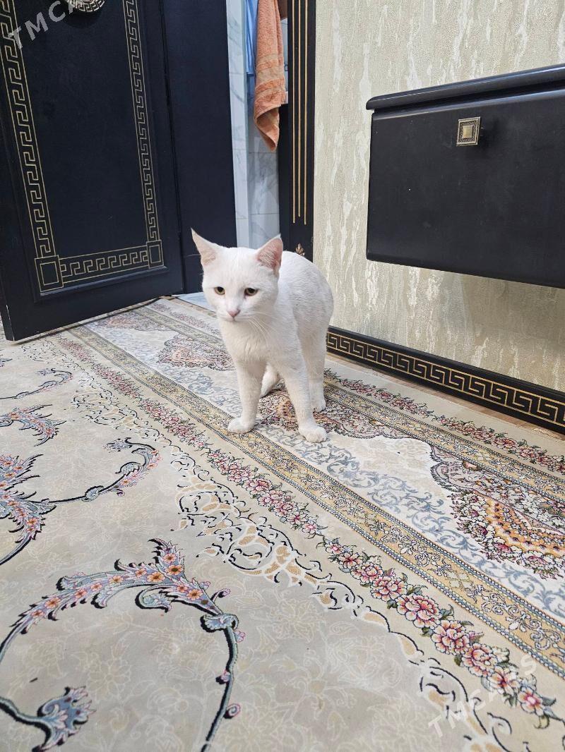 erkek pisik - Aşgabat - img 4