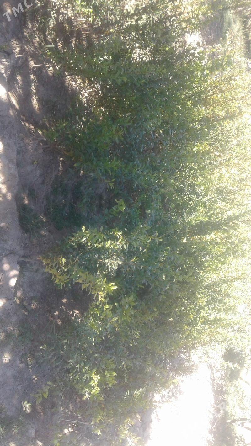 şitiller - Magtymguly - img 6