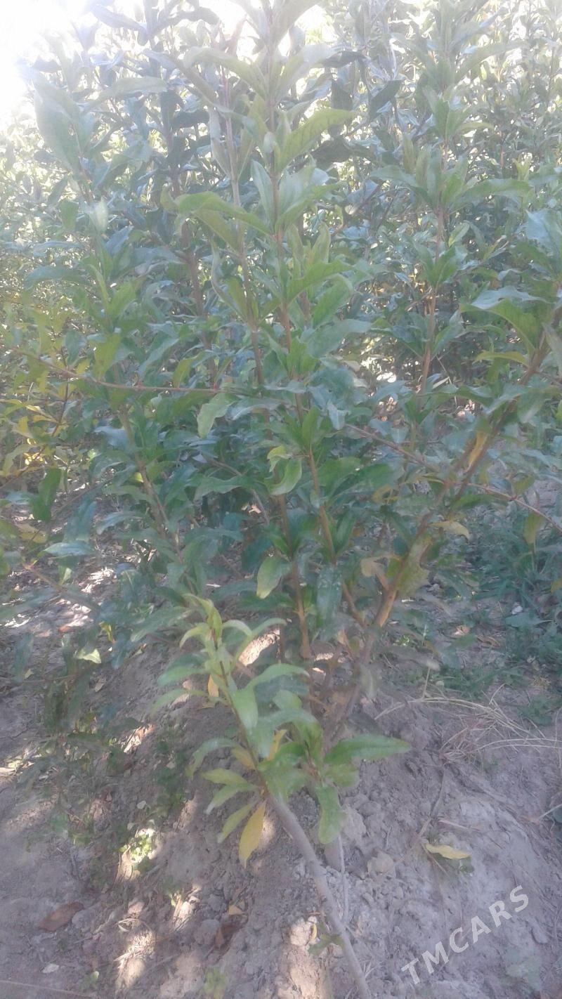 şitiller - Magtymguly - img 3