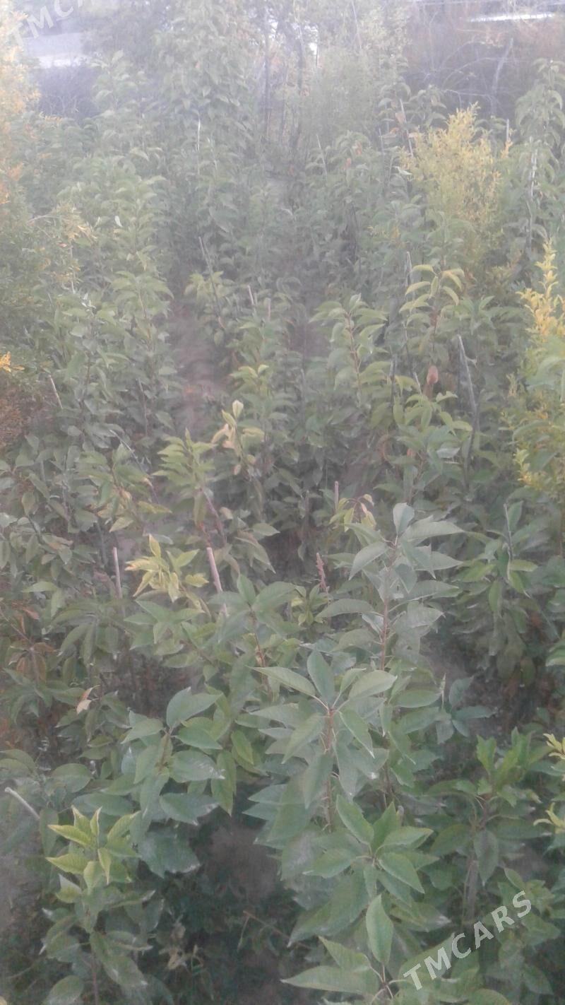 şitiller - Magtymguly - img 2