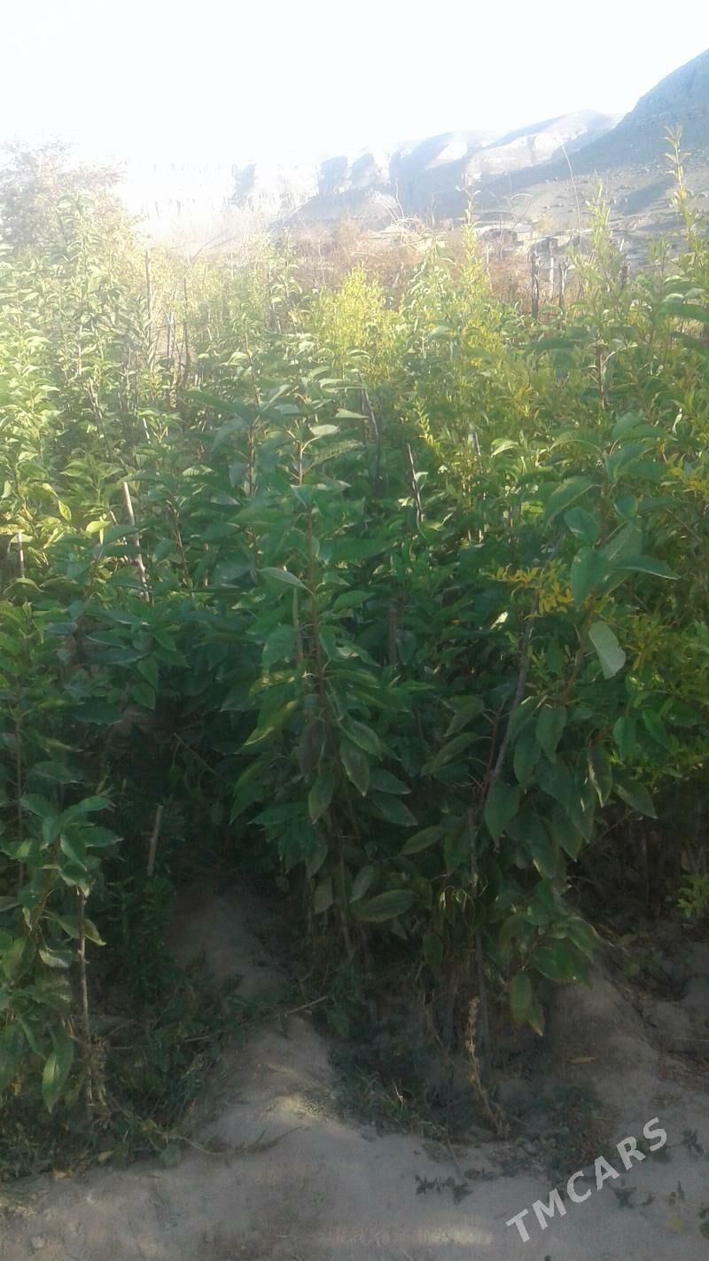 şitiller - Magtymguly - img 5