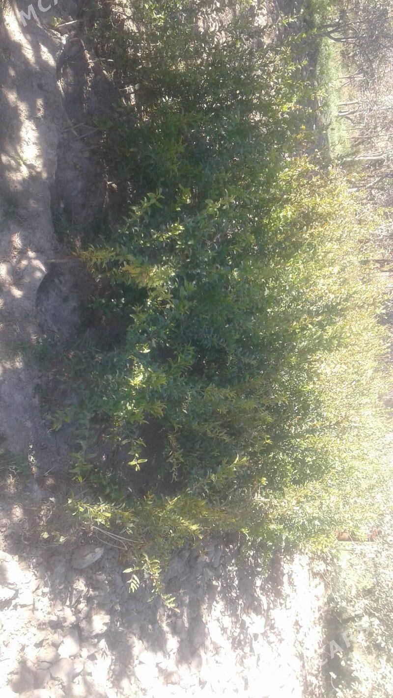 şitiller - Magtymguly - img 4