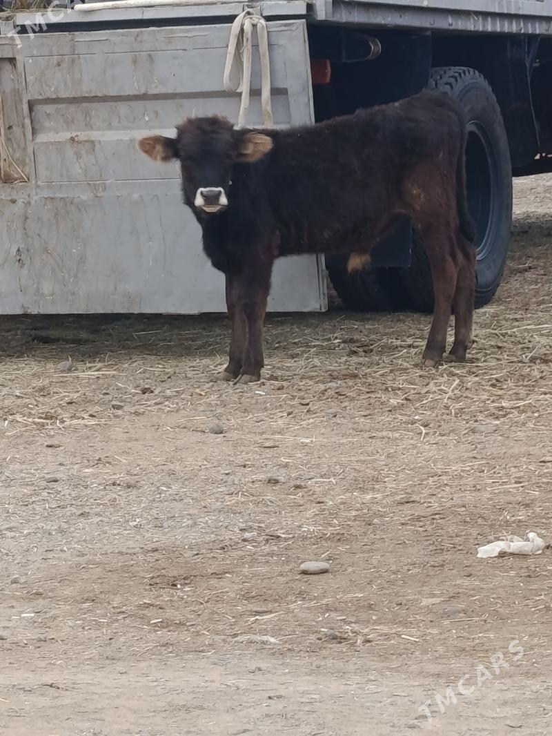 okuz - Büzmeýin - img 3