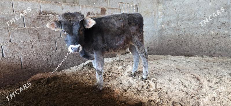 sives okuzce - Aşgabat - img 3