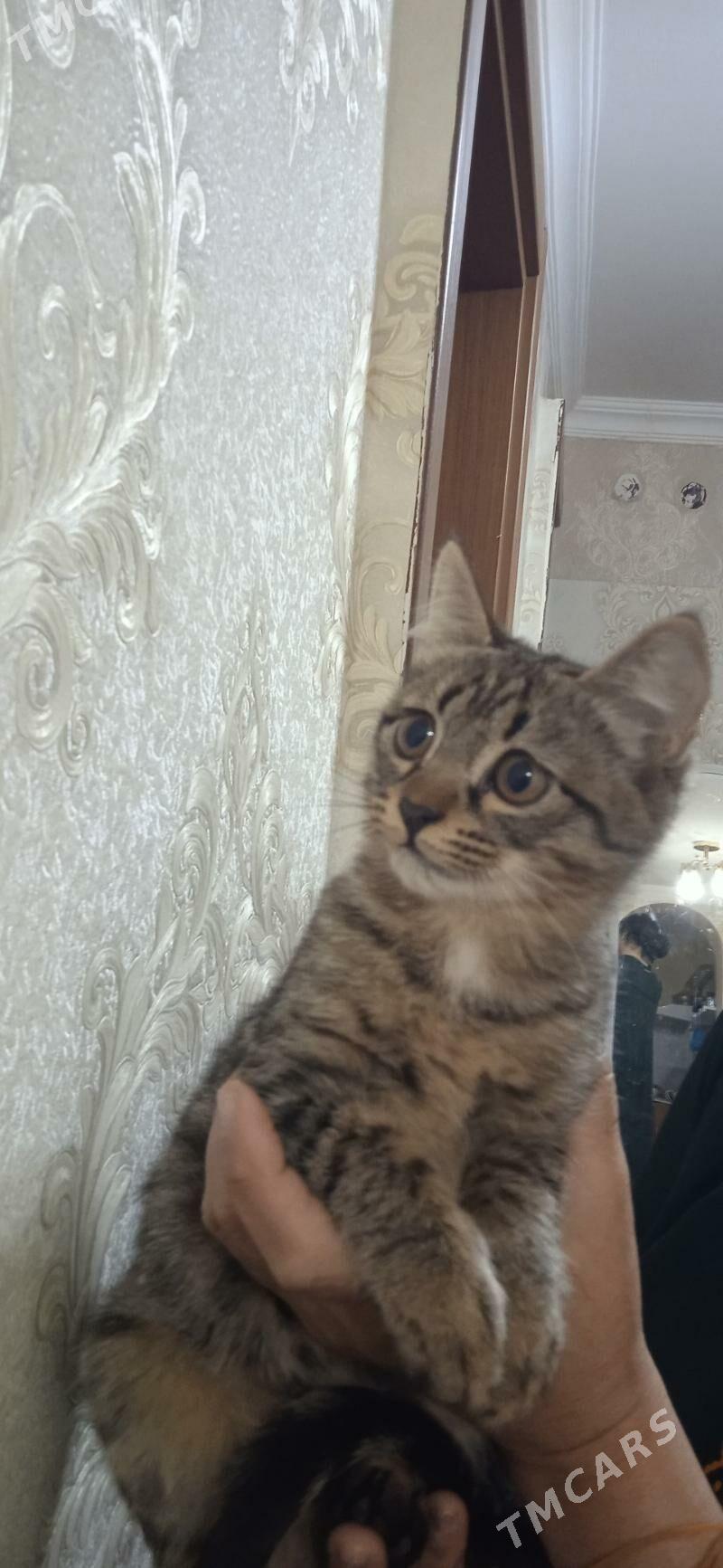 Котёнок /Pishijik - Daşoguz - img 2