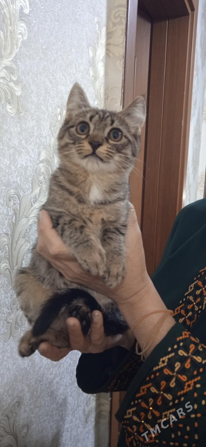 Котёнок /Pishijik - Daşoguz - img 3