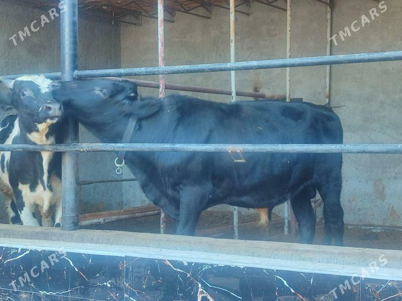 черный пёстер окуз - Туркменабат - img 4