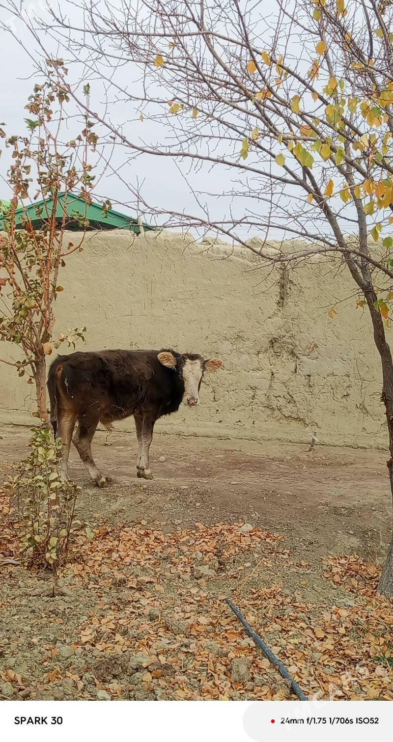 okuz - Бахарден - img 2