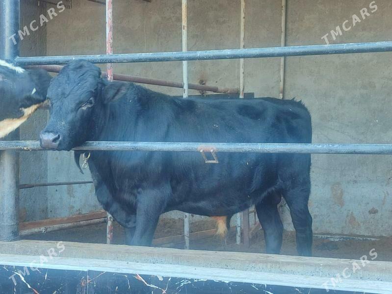 черный пёстер окуз - Туркменабат - img 3