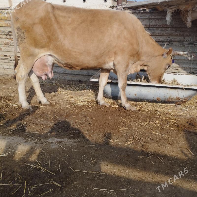 goleli sygyr - Эсенгулы - img 2