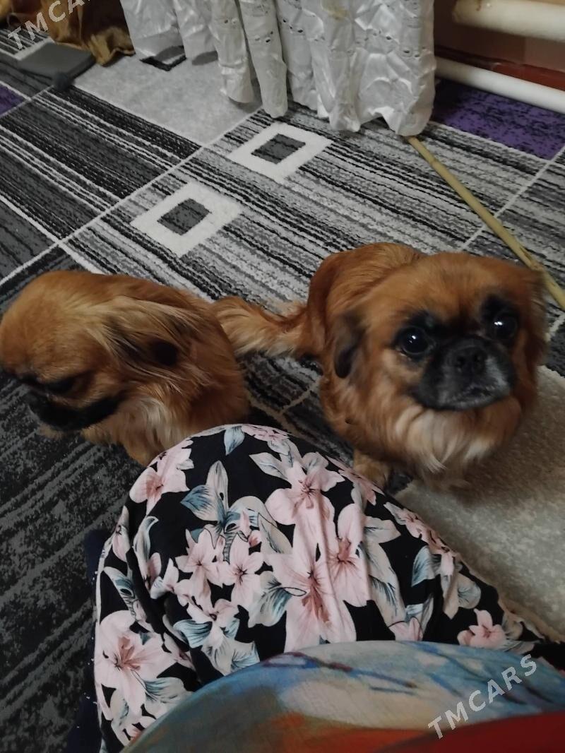 пекинес - Туркменабат - img 6