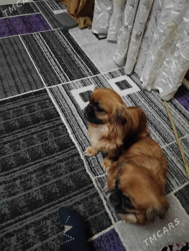 пекинес - Туркменабат - img 2