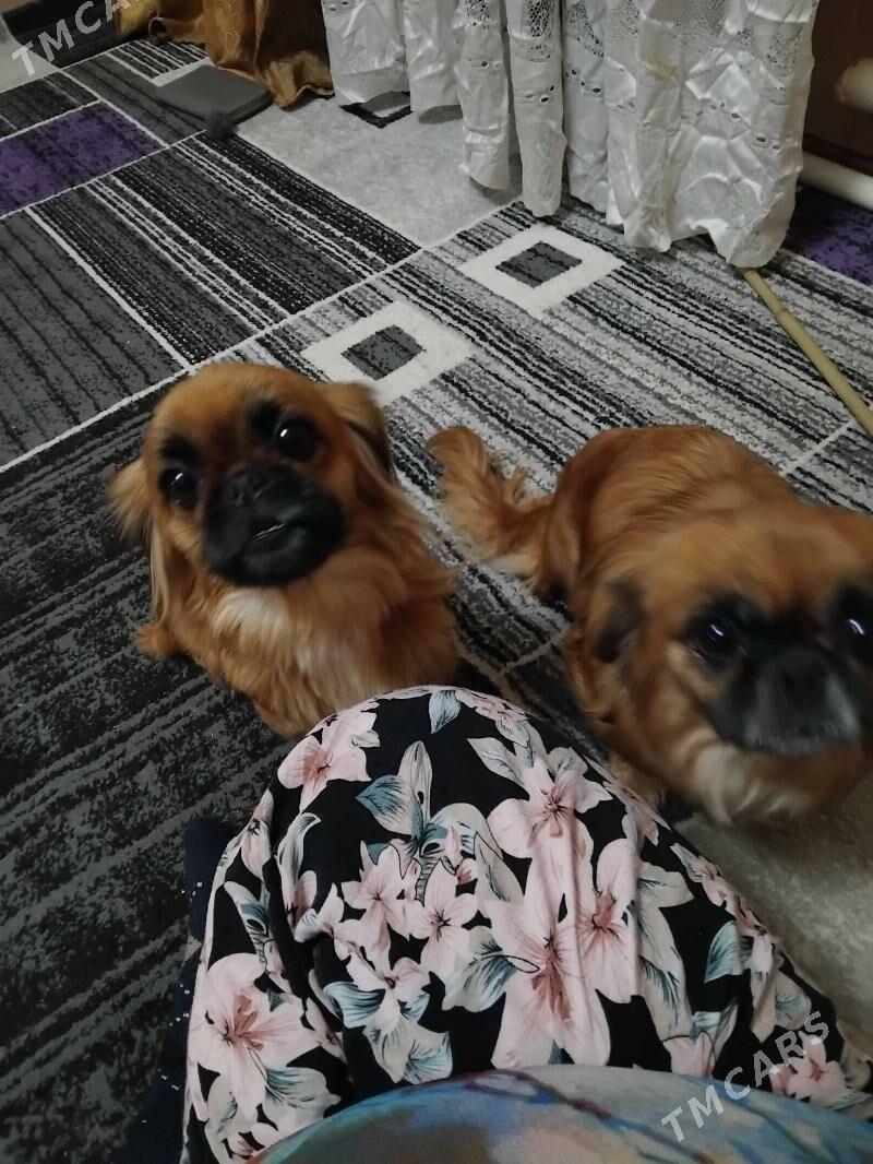 пекинес - Туркменабат - img 7