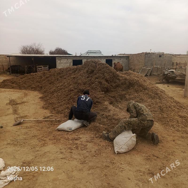 okuz - Bäherden - img 3