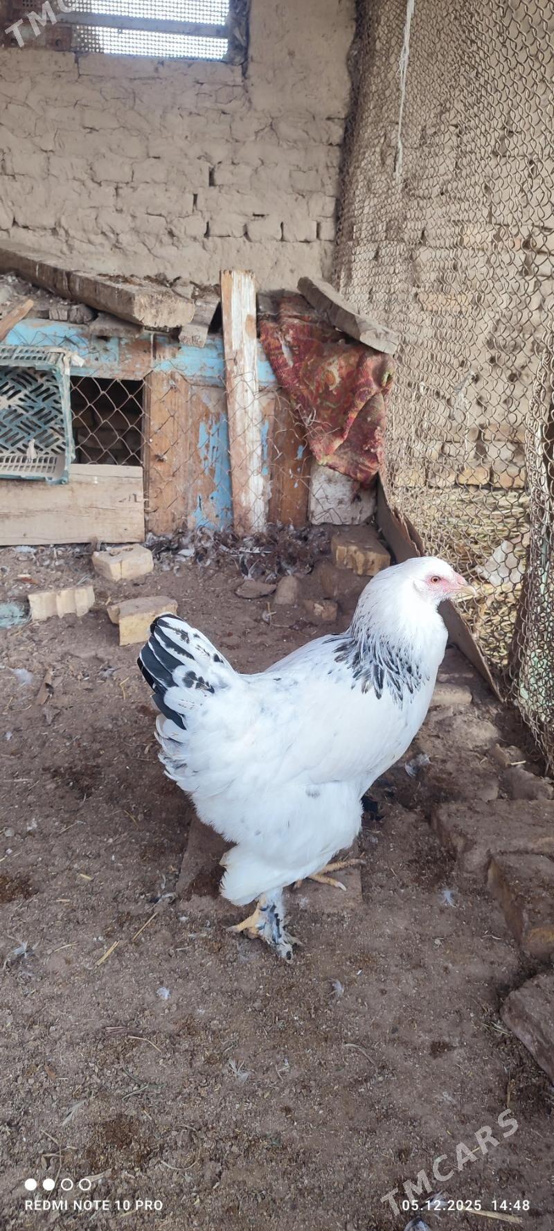 Towuk - Векильбазар - img 3