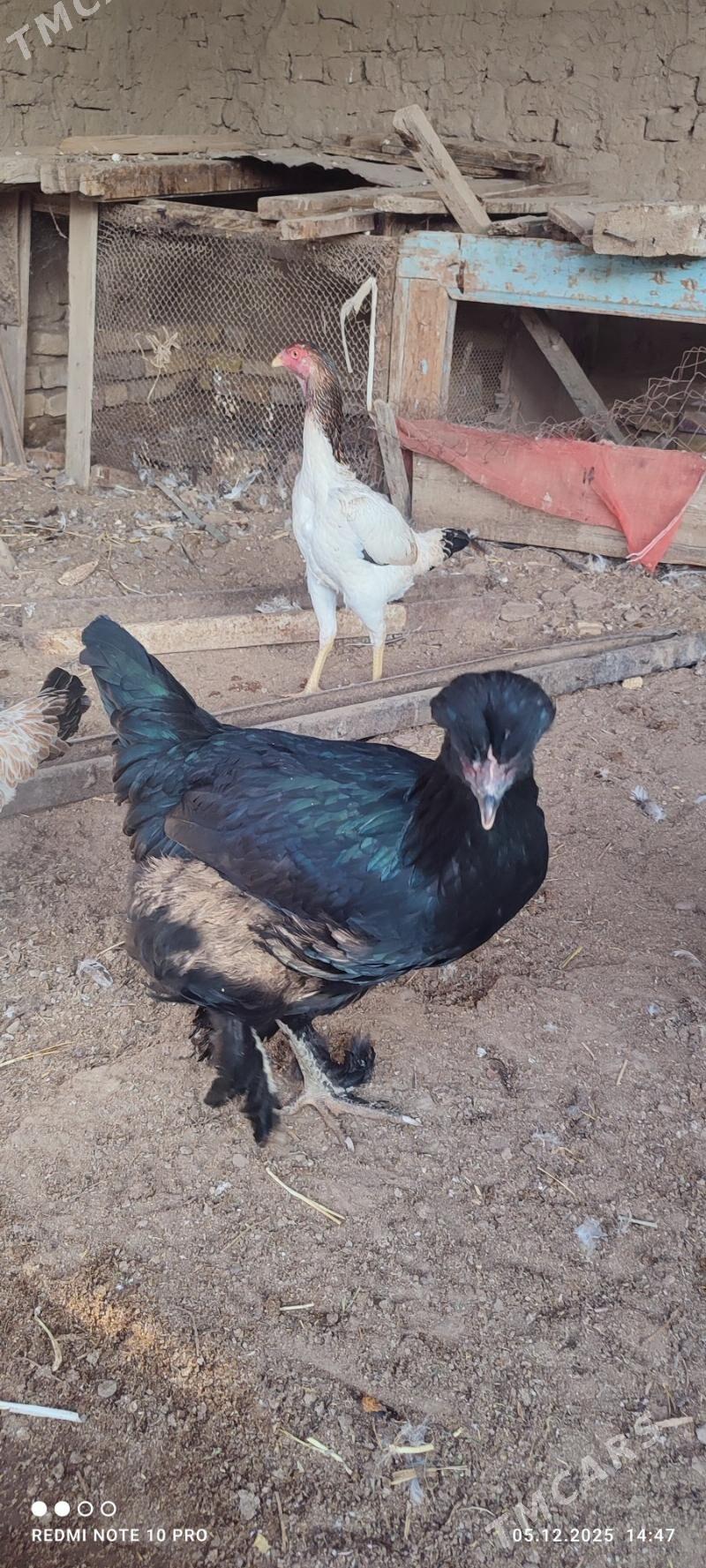 Towuk - Векильбазар - img 5