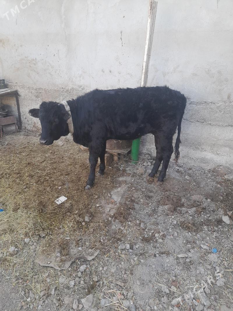 tuwe tohum - Ашхабад - img 3