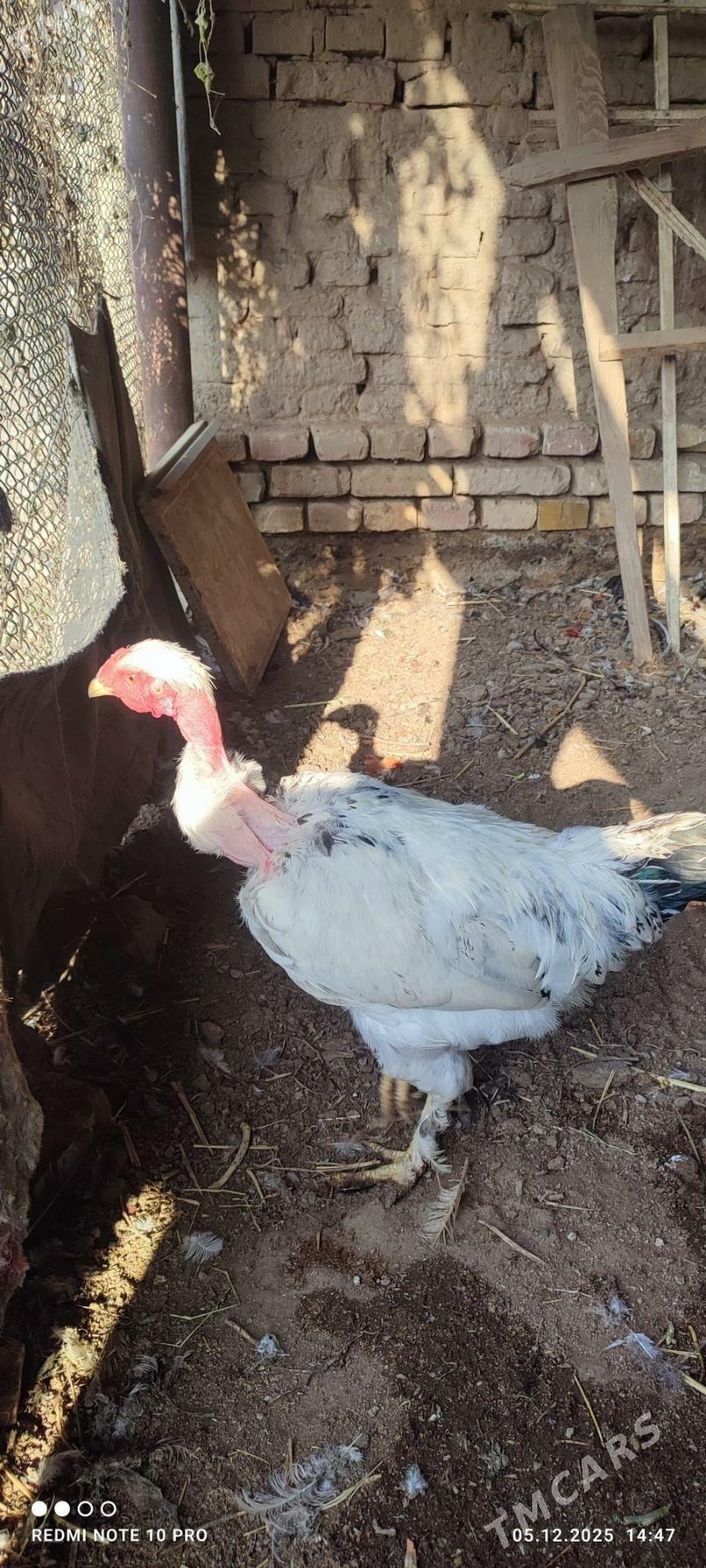 Towuk - Векильбазар - img 6