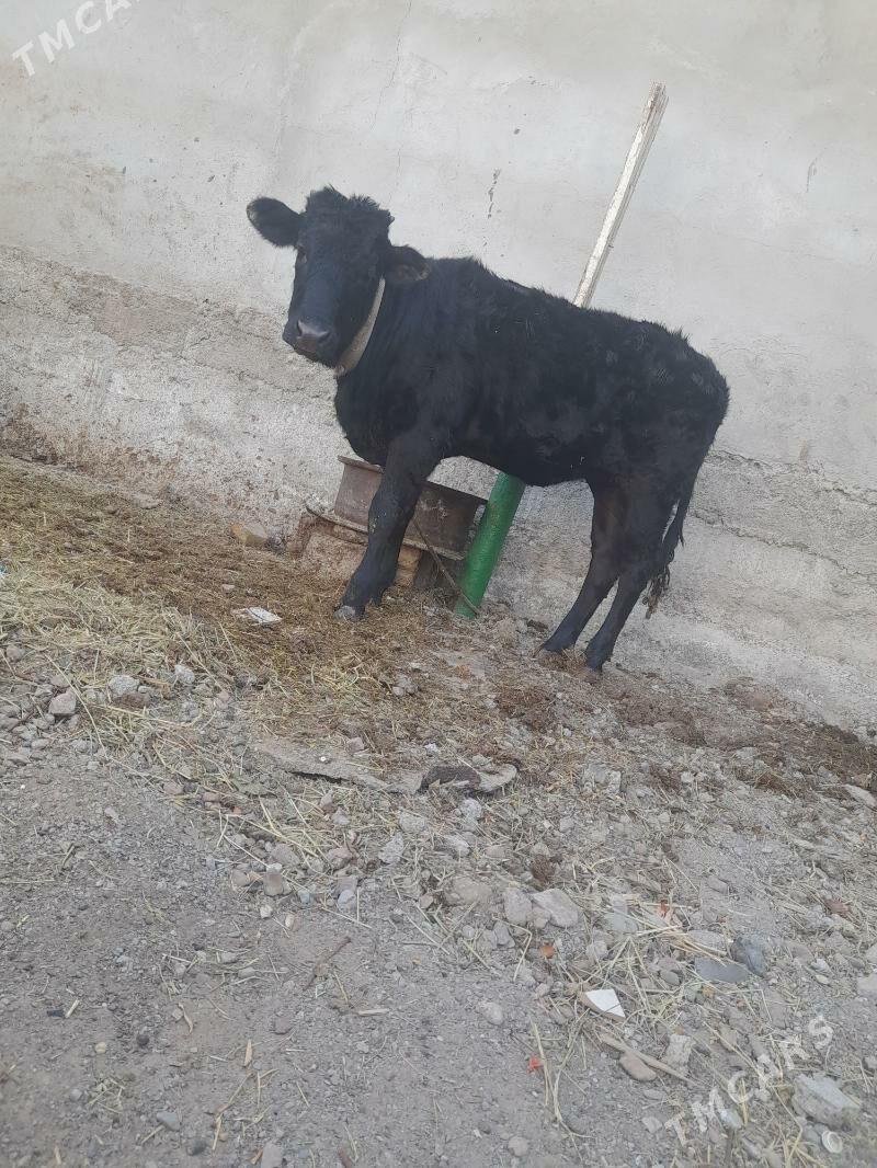 tuwe tohum - Aşgabat - img 1