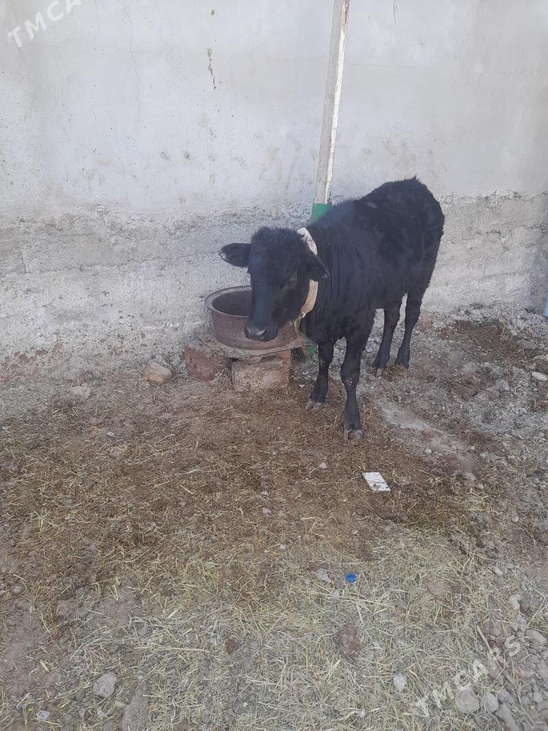 tuwe tohum - Ашхабад - img 2