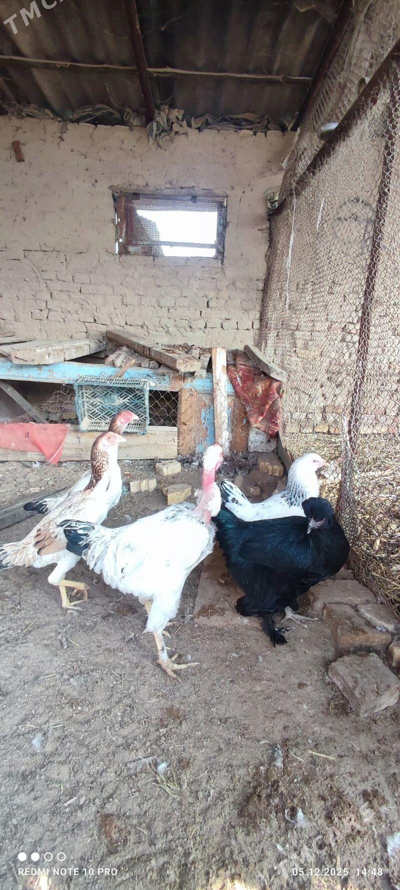 Towuk - Векильбазар - img 2