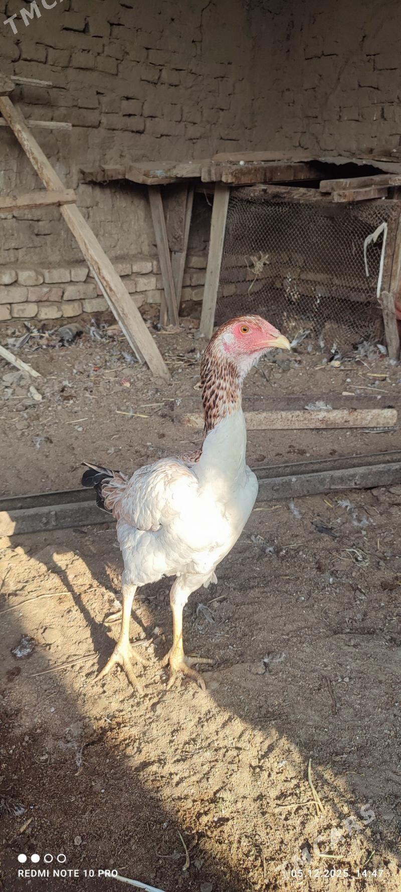 Towuk - Векильбазар - img 4